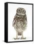 Portrait of a Young Little Owl (Athene Noctua)-Mark Taylor-Framed Stretched Canvas