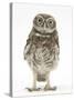 Portrait of a Young Little Owl (Athene Noctua)-Mark Taylor-Stretched Canvas