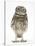Portrait of a Young Little Owl (Athene Noctua)-Mark Taylor-Stretched Canvas