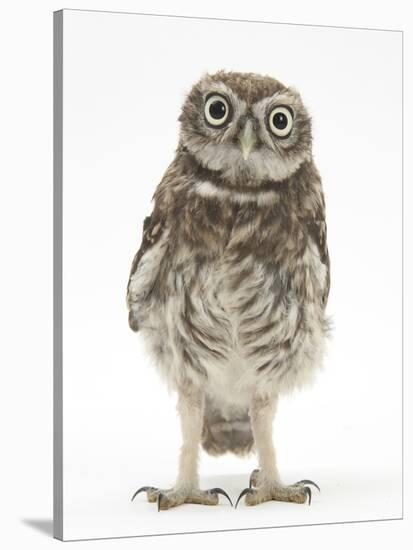 Portrait of a Young Little Owl (Athene Noctua)-Mark Taylor-Stretched Canvas