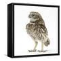 Portrait of a Young Little Owl (Athene Noctua)-Mark Taylor-Framed Stretched Canvas