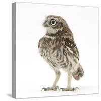 Portrait of a Young Little Owl (Athene Noctua)-Mark Taylor-Stretched Canvas