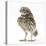 Portrait of a Young Little Owl (Athene Noctua)-Mark Taylor-Stretched Canvas