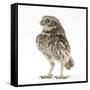 Portrait of a Young Little Owl (Athene Noctua)-Mark Taylor-Framed Stretched Canvas