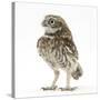 Portrait of a Young Little Owl (Athene Noctua)-Mark Taylor-Stretched Canvas