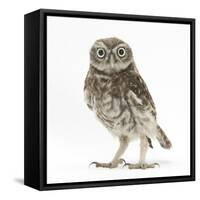 Portrait of a Young Little Owl (Athene Noctua)-Mark Taylor-Framed Stretched Canvas
