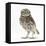 Portrait of a Young Little Owl (Athene Noctua)-Mark Taylor-Framed Stretched Canvas