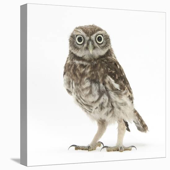 Portrait of a Young Little Owl (Athene Noctua)-Mark Taylor-Stretched Canvas