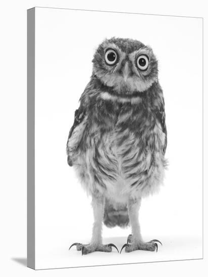 Portrait of a Young Little Owl (Athene Noctua)-Mark Taylor-Stretched Canvas