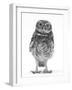 Portrait of a Young Little Owl (Athene Noctua)-Mark Taylor-Framed Premium Photographic Print