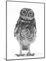 Portrait of a Young Little Owl (Athene Noctua)-Mark Taylor-Mounted Premium Photographic Print