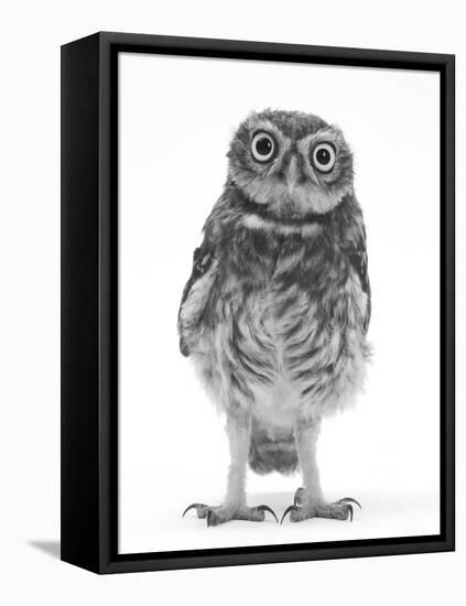 Portrait of a Young Little Owl (Athene Noctua)-Mark Taylor-Framed Stretched Canvas