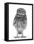 Portrait of a Young Little Owl (Athene Noctua)-Mark Taylor-Framed Stretched Canvas