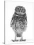 Portrait of a Young Little Owl (Athene Noctua)-Mark Taylor-Stretched Canvas