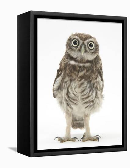 Portrait of a Young Little Owl (Athene Noctua)-Mark Taylor-Framed Stretched Canvas