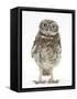 Portrait of a Young Little Owl (Athene Noctua)-Mark Taylor-Framed Stretched Canvas