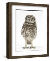 Portrait of a Young Little Owl (Athene Noctua)-Mark Taylor-Framed Premium Photographic Print