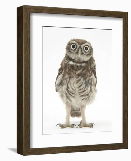 Portrait of a Young Little Owl (Athene Noctua)-Mark Taylor-Framed Premium Photographic Print