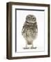 Portrait of a Young Little Owl (Athene Noctua)-Mark Taylor-Framed Premium Photographic Print