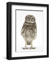 Portrait of a Young Little Owl (Athene Noctua)-Mark Taylor-Framed Premium Photographic Print