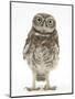 Portrait of a Young Little Owl (Athene Noctua)-Mark Taylor-Mounted Premium Photographic Print