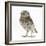 Portrait of a Young Little Owl (Athene Noctua)-Mark Taylor-Framed Photographic Print