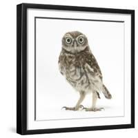 Portrait of a Young Little Owl (Athene Noctua)-Mark Taylor-Framed Photographic Print