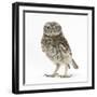 Portrait of a Young Little Owl (Athene Noctua)-Mark Taylor-Framed Photographic Print