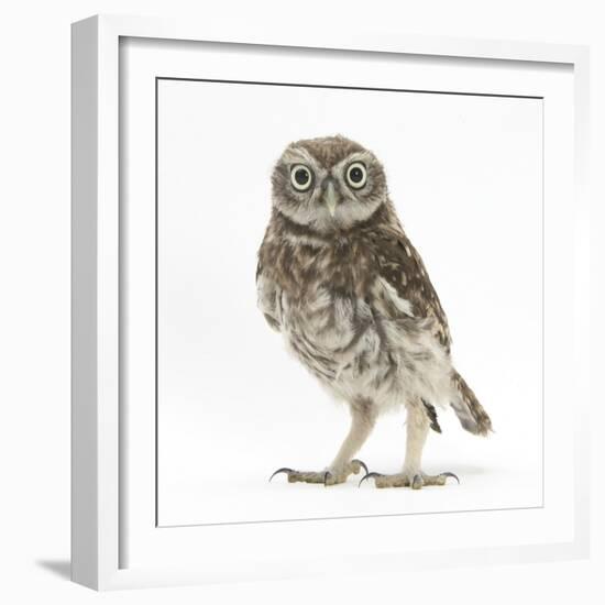 Portrait of a Young Little Owl (Athene Noctua)-Mark Taylor-Framed Photographic Print