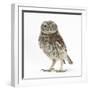 Portrait of a Young Little Owl (Athene Noctua)-Mark Taylor-Framed Photographic Print