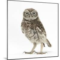 Portrait of a Young Little Owl (Athene Noctua)-Mark Taylor-Mounted Photographic Print