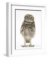 Portrait of a Young Little Owl (Athene Noctua)-Mark Taylor-Framed Photographic Print