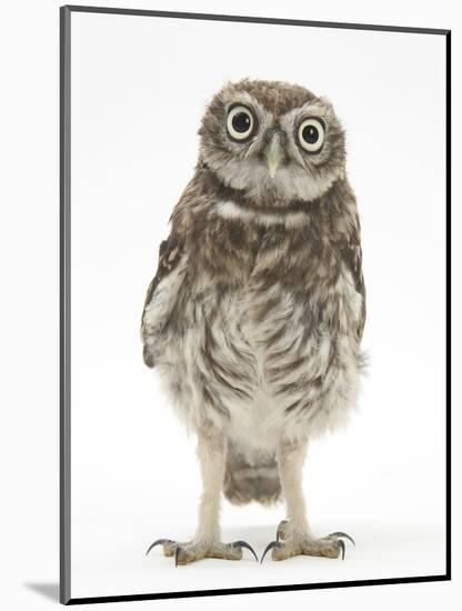 Portrait of a Young Little Owl (Athene Noctua)-Mark Taylor-Mounted Photographic Print