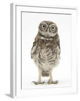 Portrait of a Young Little Owl (Athene Noctua)-Mark Taylor-Framed Photographic Print