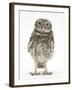 Portrait of a Young Little Owl (Athene Noctua)-Mark Taylor-Framed Photographic Print