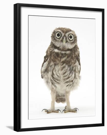 Portrait of a Young Little Owl (Athene Noctua)-Mark Taylor-Framed Photographic Print