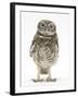 Portrait of a Young Little Owl (Athene Noctua)-Mark Taylor-Framed Photographic Print