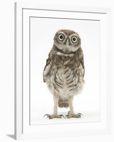 Portrait of a Young Little Owl (Athene Noctua)-Mark Taylor-Framed Photographic Print