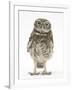 Portrait of a Young Little Owl (Athene Noctua)-Mark Taylor-Framed Photographic Print