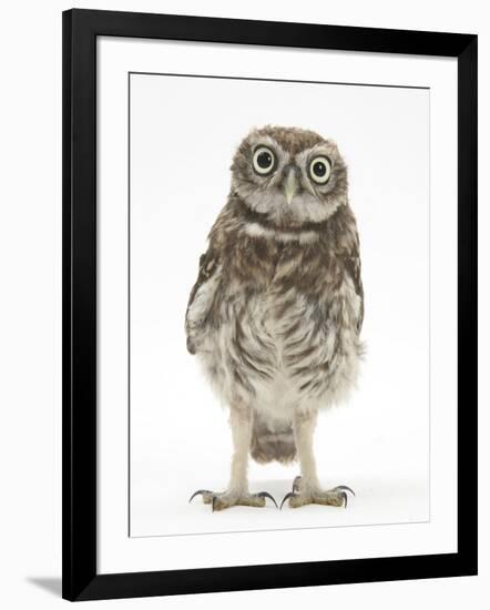 Portrait of a Young Little Owl (Athene Noctua)-Mark Taylor-Framed Photographic Print