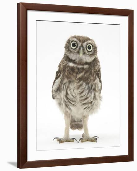 Portrait of a Young Little Owl (Athene Noctua)-Mark Taylor-Framed Photographic Print