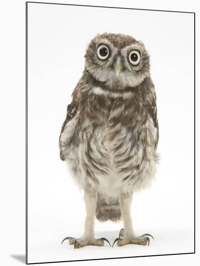 Portrait of a Young Little Owl (Athene Noctua)-Mark Taylor-Mounted Photographic Print