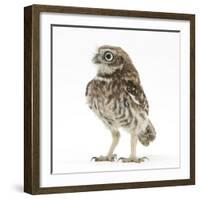 Portrait of a Young Little Owl (Athene Noctua)-Mark Taylor-Framed Photographic Print