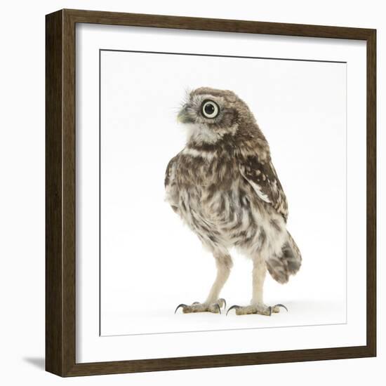 Portrait of a Young Little Owl (Athene Noctua)-Mark Taylor-Framed Photographic Print