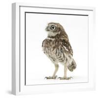 Portrait of a Young Little Owl (Athene Noctua)-Mark Taylor-Framed Photographic Print