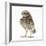 Portrait of a Young Little Owl (Athene Noctua)-Mark Taylor-Framed Photographic Print