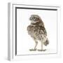 Portrait of a Young Little Owl (Athene Noctua)-Mark Taylor-Framed Photographic Print