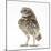 Portrait of a Young Little Owl (Athene Noctua)-Mark Taylor-Mounted Photographic Print