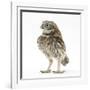 Portrait of a Young Little Owl (Athene Noctua)-Mark Taylor-Framed Photographic Print