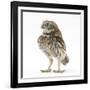 Portrait of a Young Little Owl (Athene Noctua)-Mark Taylor-Framed Photographic Print